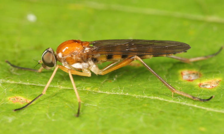 Dialysis elongata (female)