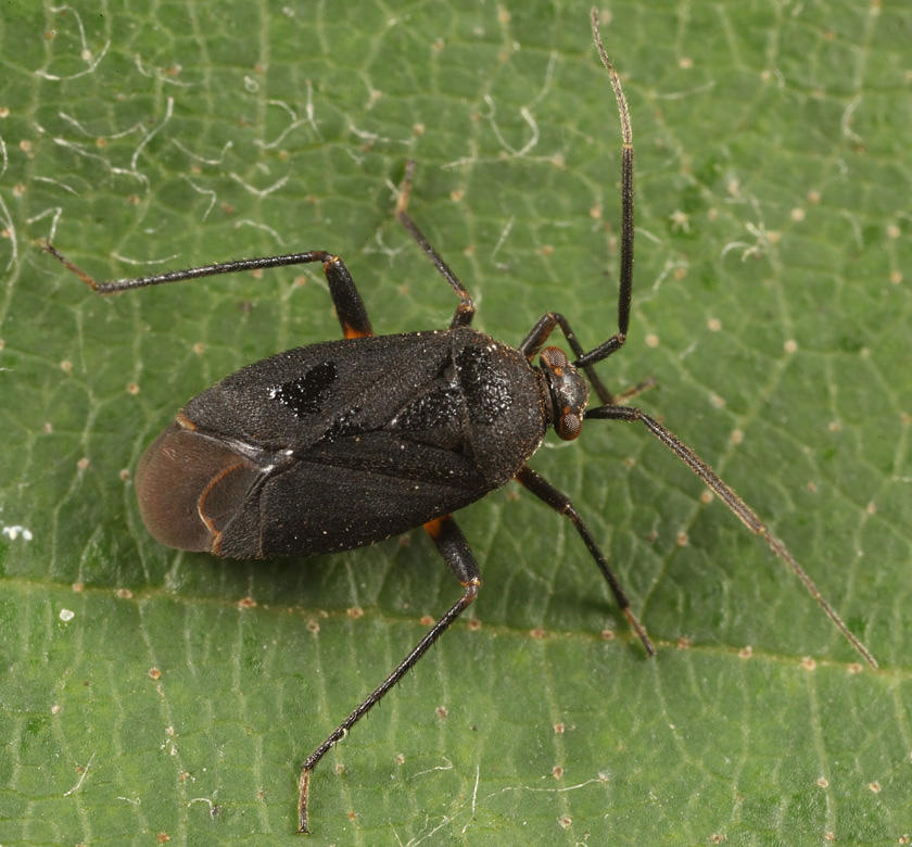 Polymerus opacus