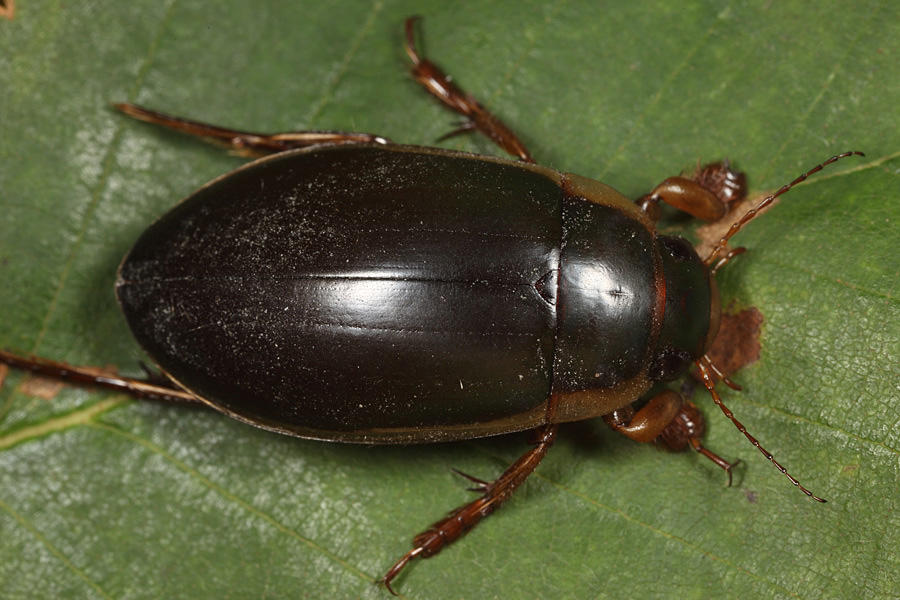 Dytiscus fasciventris