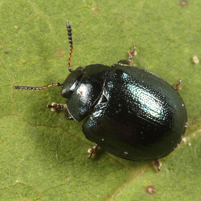 Imported Willow Leaf Beetle - Plagiodera versicolora