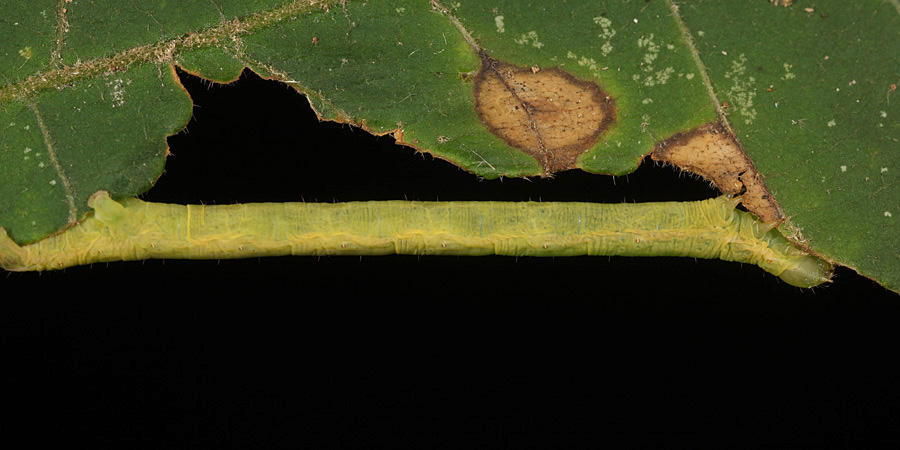 6798 - Elm Spanworm - Ennomos subsignaria