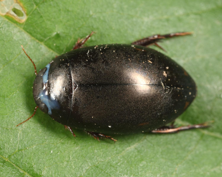 Ilybius biguttulus