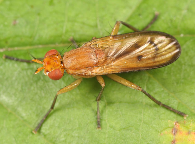 Tetanocera sp.