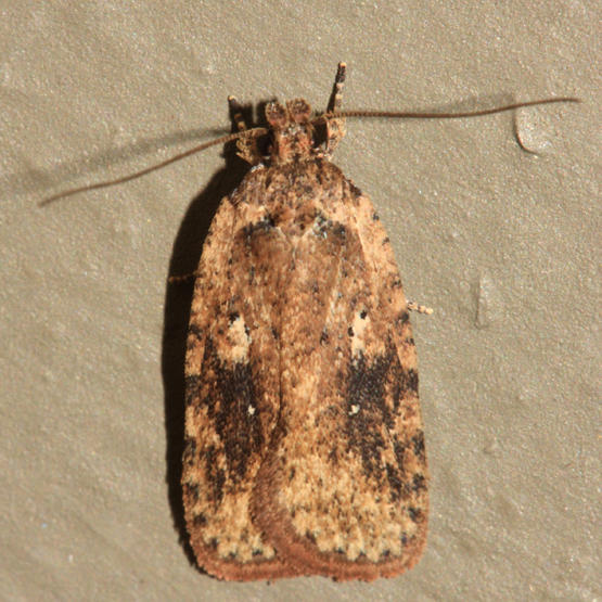 0867 - Agonopterix pulvipennella