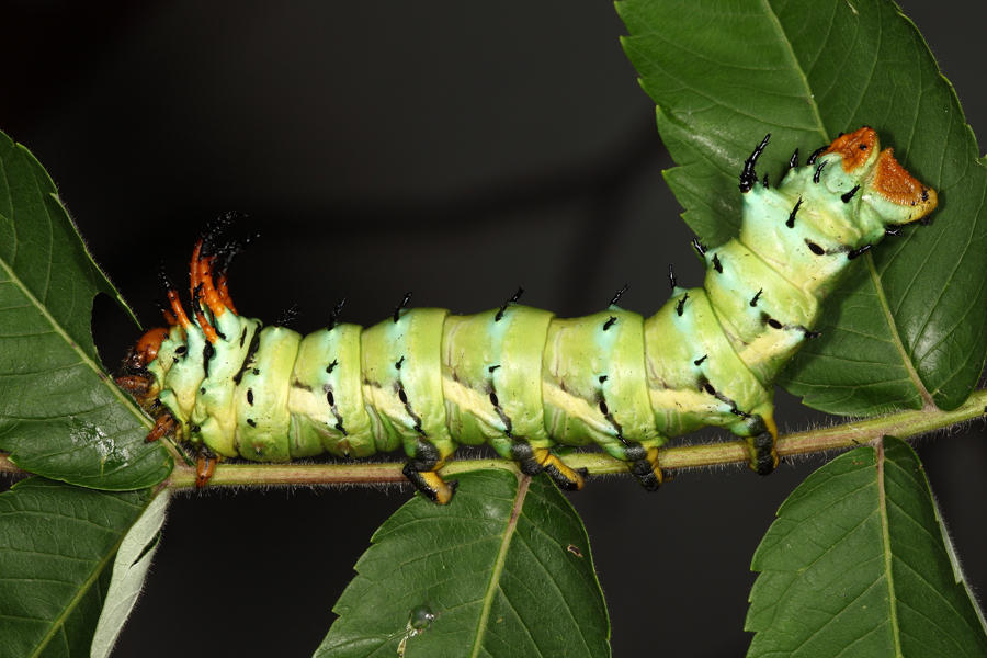 7706 - Hickory Horned Devil - Citheronia regalis