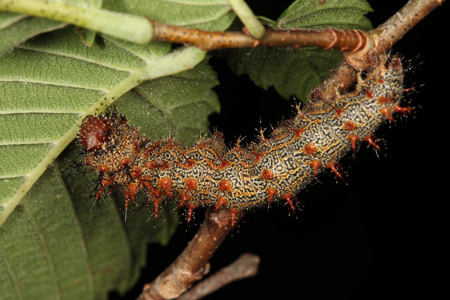 Question Mark - Polygonia interrogationis