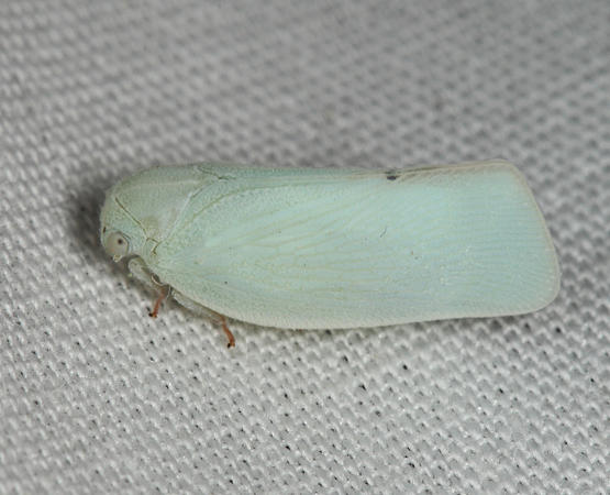 Northern Flatid Planthopper - Flatormenis proxima