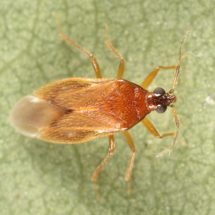 Amphiareus obscuriceps