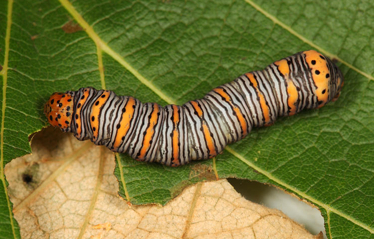 9301 - Beautiful Wood Nymph - Eudryas grata