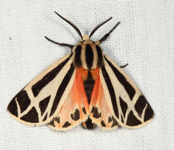 8169 - Harnessed Tiger Moth - Apantesis phalerata