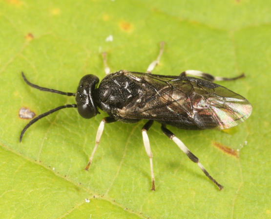 Caliroa obsoleta