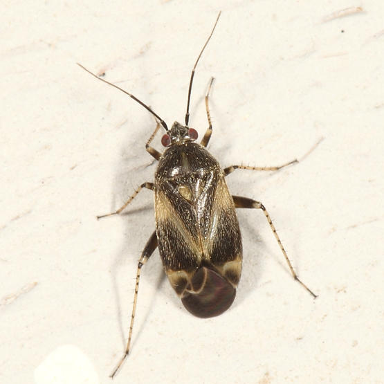Plagiognathus sp.