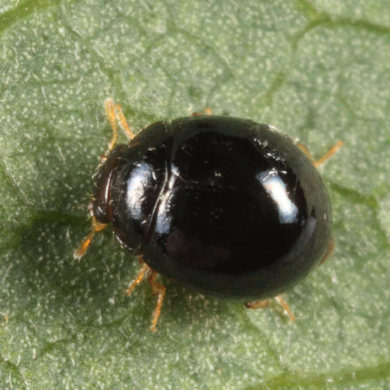 Whitefly Predator - Delphastus pusillus