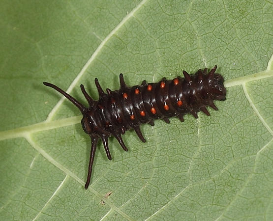 Pipevine Swallowtail - Battus philenor