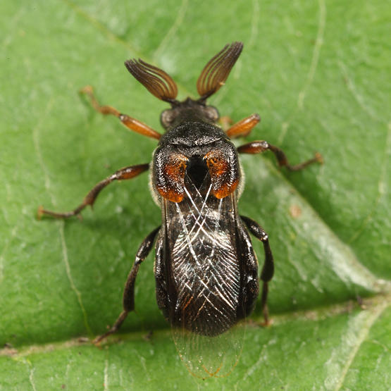 Ripiphorus fasciatus