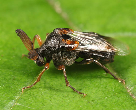 Ripiphorus fasciatus