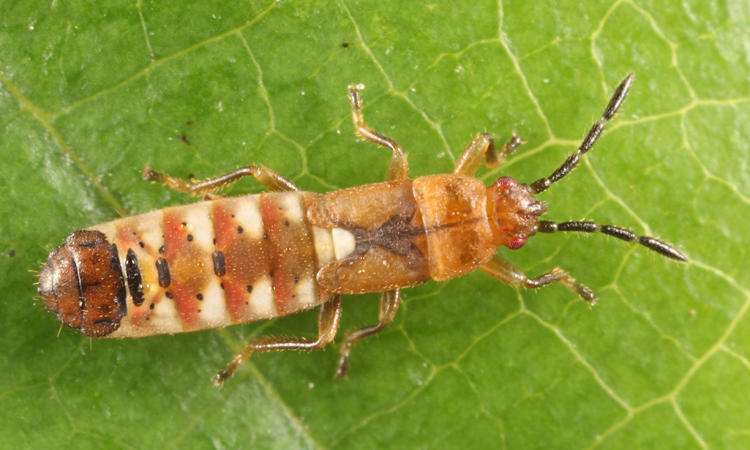 Saltmarsh Chinch Bug - Ischnodemus falicus (nymph)