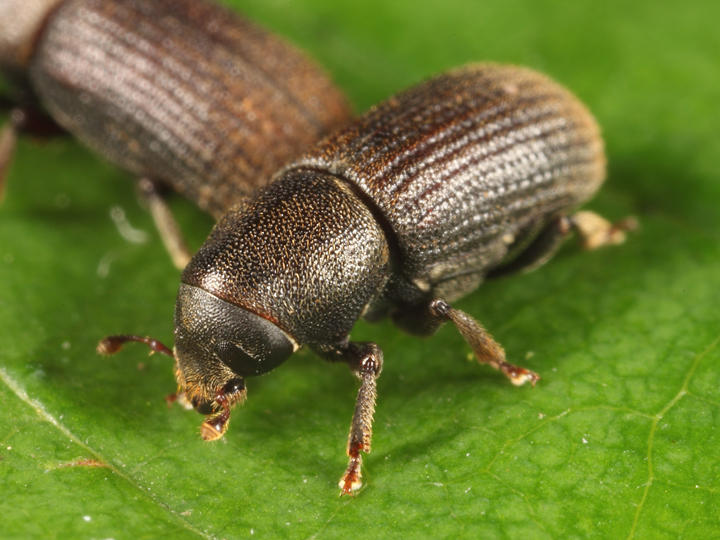 Hylurgops pinifex