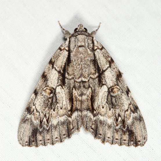 8788 - Yellow-gray Underwing - Catocala retecta