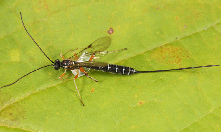 Perithous scurra pleuralis (female)