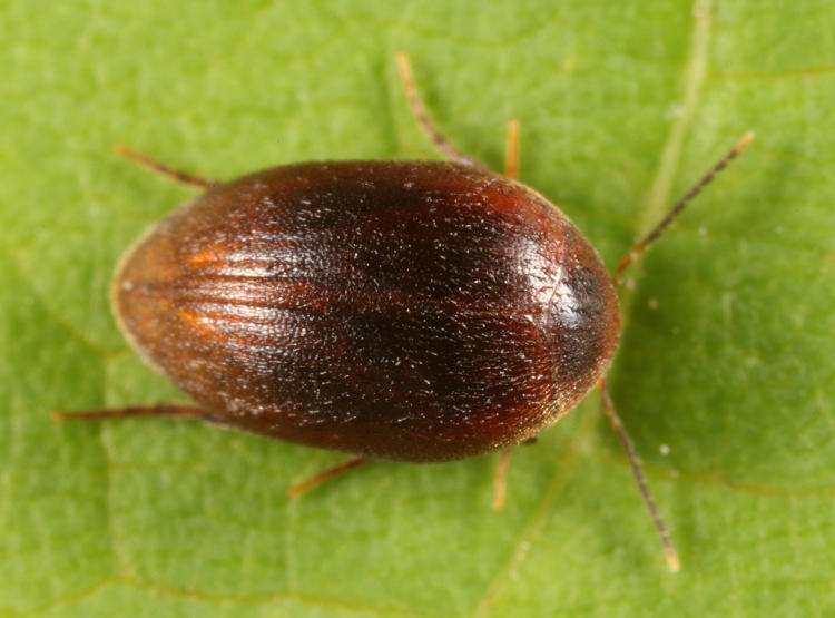 Nycteus oviformis