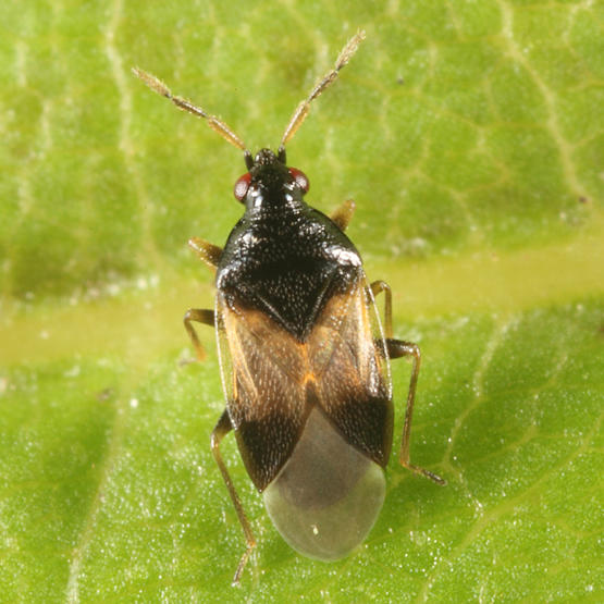 Orius insidiosus