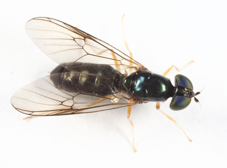Sargus decorus