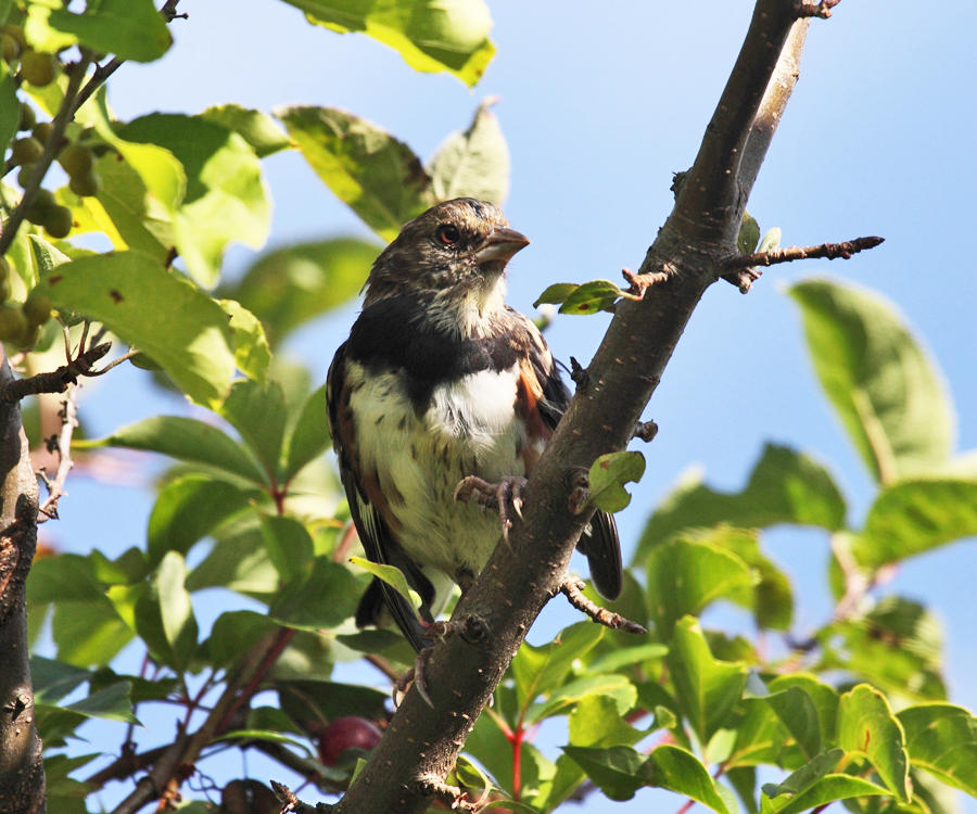 Eastern Towhee - Pipilo erythrophthalmus  (immature)