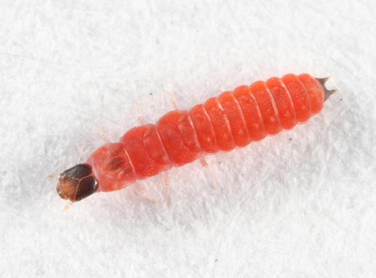Malachiinae (larva)