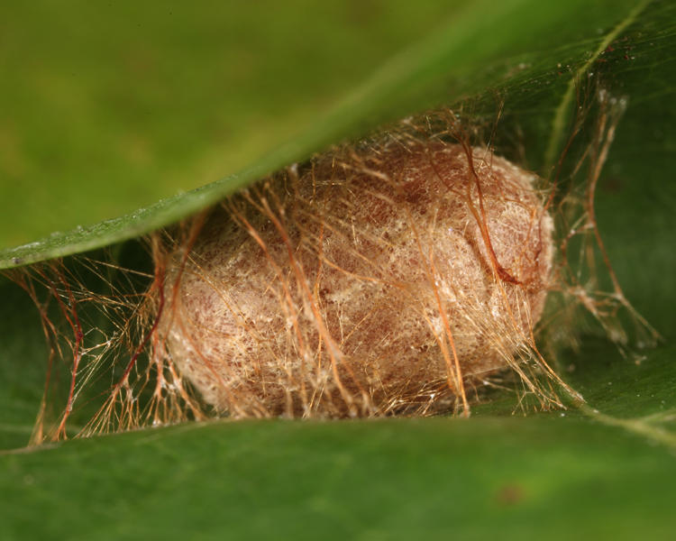 4659 -  Jeweled Tailed Slug cocoon - Packardia geminata