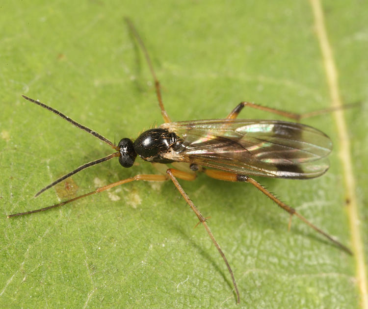 Leia ventralis