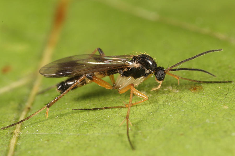 Leia ventralis