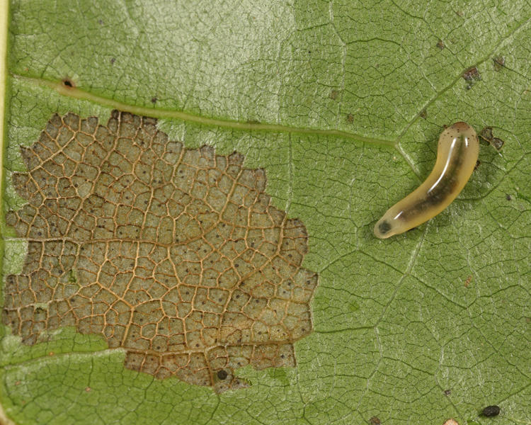 Caliroa sp.