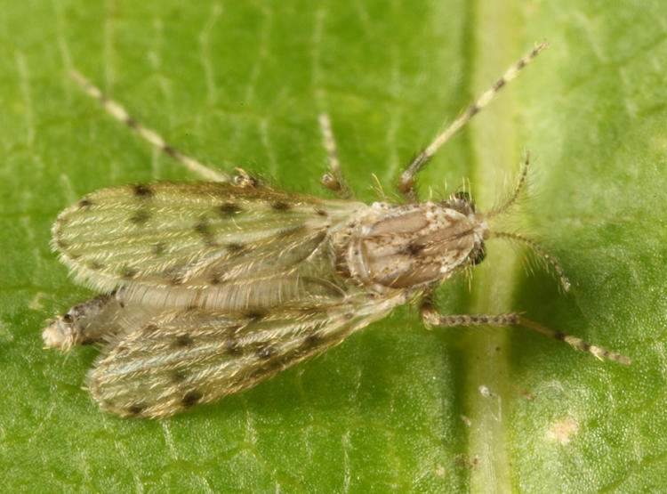 Chaoborus punctipennis