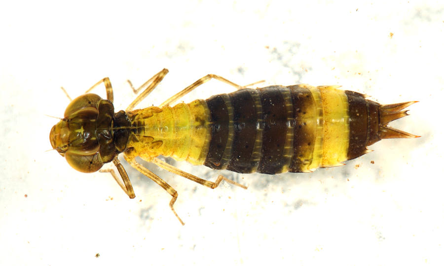 Anax Junius (young larva)