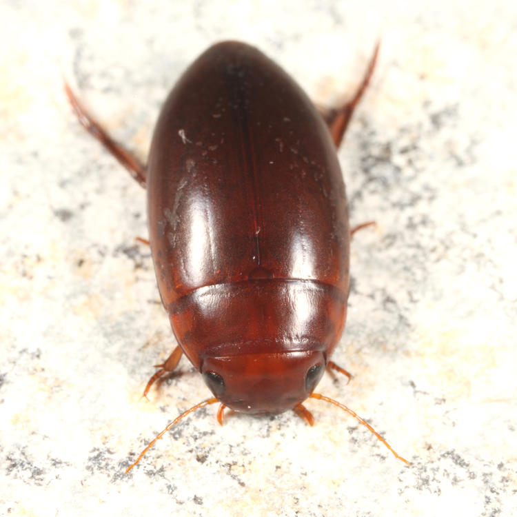 Matus ovatus