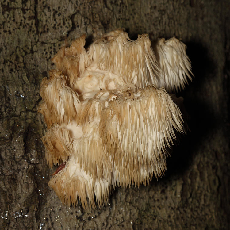 Hericium americanum (Comb Tooth)