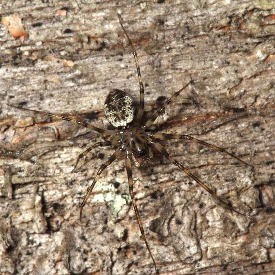 Drapetisca alteranda (female)