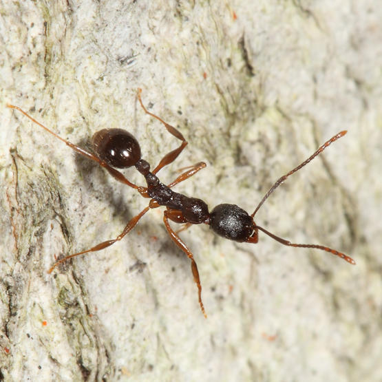 Aphaenogaster picea