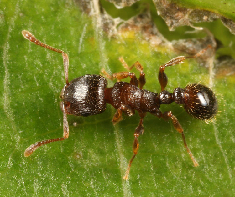 Immigrant Pavement Ant - Tetramorium immigrans