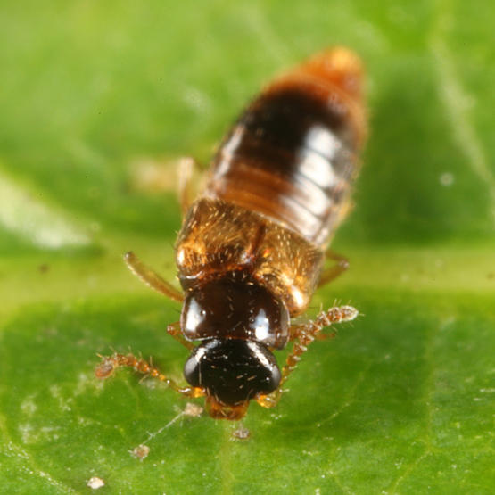 Gyrophaena sp.