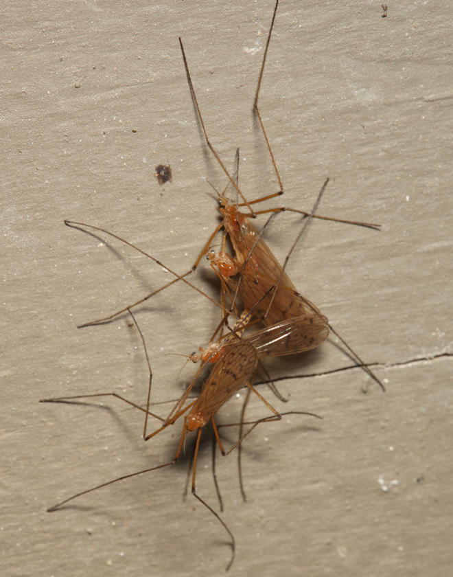 Cladura flavoferruginea (mating group)