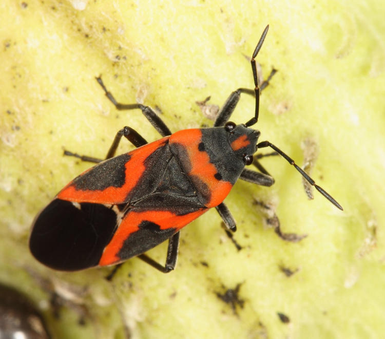Small Milkweed Bug - Lygaeus kalmii