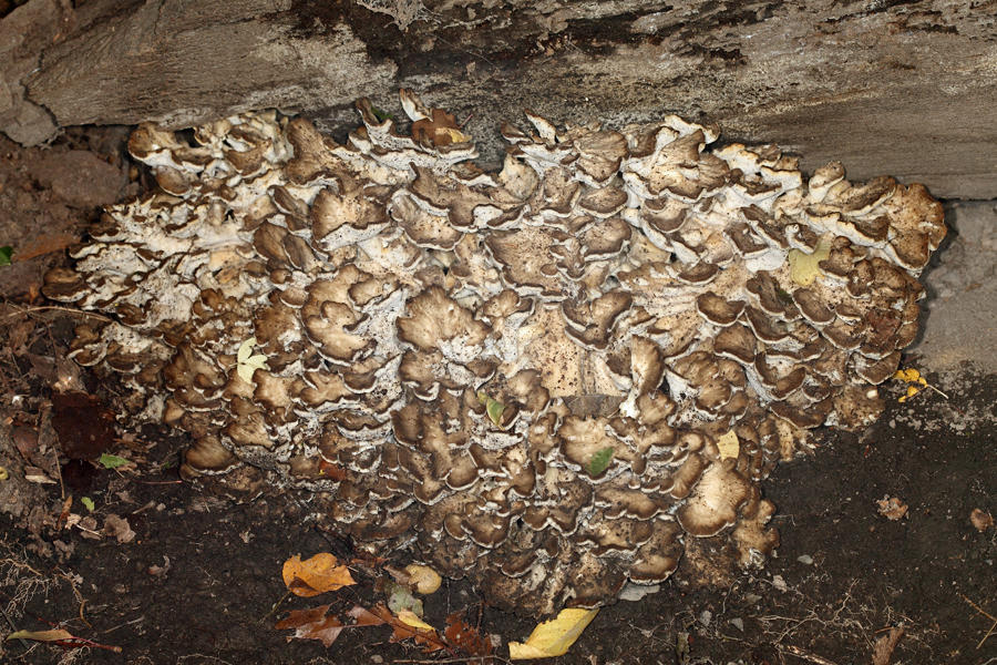 Grifola frondosa (Hen of the Woods)