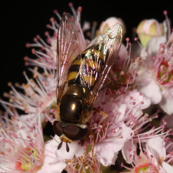 American Hover Fly - Eupeodes americanus complex