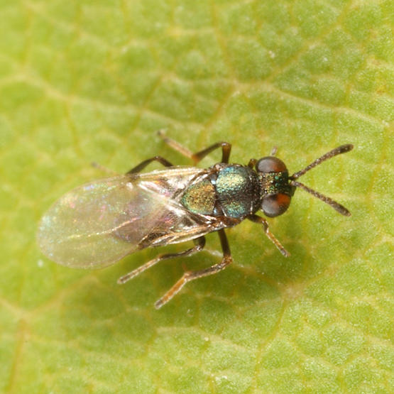 Encyrtidae