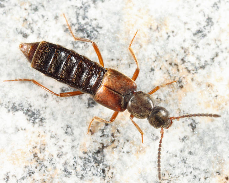 Gennadota canadensis