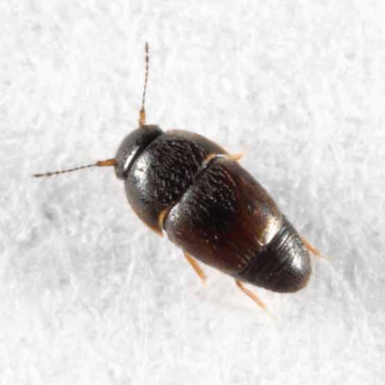 Acrotrichis sp.