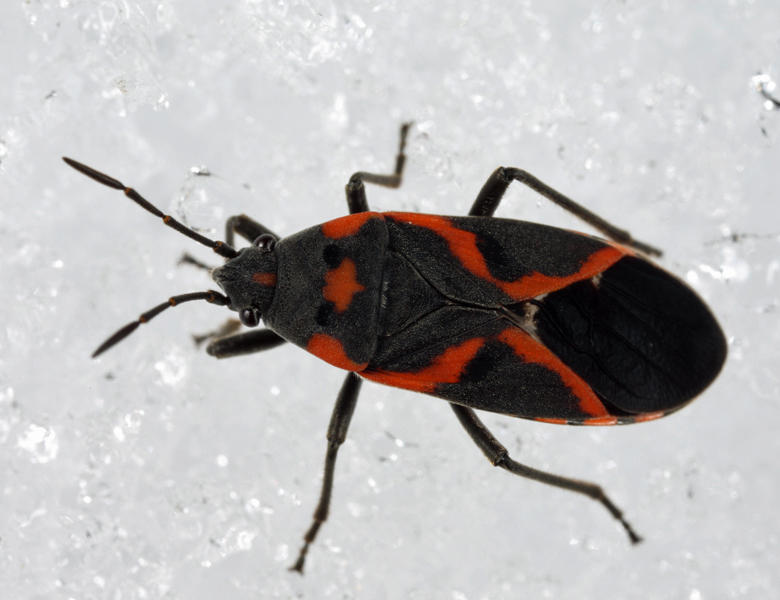 Small Milkweed Bug (on the snow) - Lygaeus kalmii
