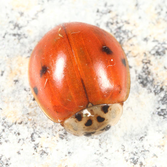 Multicolored Asian Lady Beetle - Harmonia axyridis